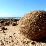 La palla egagropila -  Noto come �polpetta� o �palla di mare�, � un piccolo e sferico agglomerato di colore marrone chiaro e di consistenza feltrosa. Si tratta del residuo fibroso di radici, foglie e fiori di piante marine quali la posidonia e la zostera (foto di Magnefl)