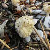 Teche di gasteropodi muricidi � Spesso sulle spiagge ci si imbatte in organismi biancastri che paiono delle comuni spugne di mare. In realt� sono le teche ovigere dei murici (in barese �cocci�). Si tratta infatti dei �contenitori� in cui sono ospitate le uova di questi molluschi gasteropodi (foto di Partonez)