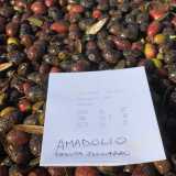 Amadolio