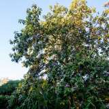 La proprietaria Marialuisa Traversa nel frattempo ci mostra con orgoglio un grande albero dai fiori viola. �Si tratta di una Lagunaria � spiega �: il nonno era un grande appassionato di piante rare e fece arrivare questo esemplare direttamente dalla Nuova Zelanda�