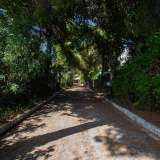 ...che permette di accedere a lungo viale alberato ricoperto dagli aghi di secolari pini mediterranei
