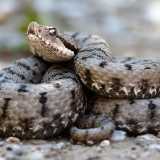 L�unico serpente temibile � la Vipera: secerne veleno attraverso delle ghiandole che inietta con i suoi denti posti sulla mascella superiore. Il suo morso procura dolore, gonfiore e bruciore. Non � per� letale, tranne per i bambini molto piccoli e i cardiopatici (Foto di Felix Reimann)