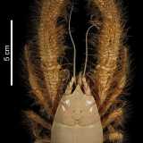 Altro esempio � il Granchio yeti. Questo decapode dalle setole bionde setose lungo circa 15 centimetri era di fatto sconosciuto. Questo sino al 2005, quando fu ritrovato a una profondit� di 2.200 metri nell'Oceano Pacifico meridionale. Non sarebbe mai stato scoperto se un pool di scienziati non avesse inviato un sottomarino per indagare gli abissi oceanici (Creative Commons Attribution 4.0 International)