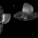 Un'altra specie presente nell�Adriatico che risulta avvistabile solo di rado � Cymbulia peronii, volgarmente detta la �scarpetta di cristallo�. Cos� chiamato per la sua forma allungata, che ricorda vagamente una scarpa