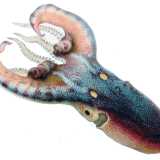 All�inizio di gennaio ha destato scalpore l�avvistamento nelle acque di Torre Canne di una particolare specie di cefalopode, il Tremoctopus violaceus: una sorta di incrocio tra il polpo e la seppia. Un animale difficilissimo da incontrare perch� di solito vive a oltre 300 metri di profondit� (immagine di Comingio Merculiano in Jatta Giuseppe)
