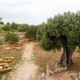 Per visitare il secondo e pi� grande ipogeo, attraversiamo il letto della lama in cui cresce rigogliosa la vegetazione