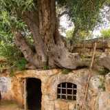 Usciamo attraverso una porta in pietra sormontata da un monumentale ulivo che sembra essersi fuso con la struttura, per dirigerci verso l�ultima tappa del nostro viaggio