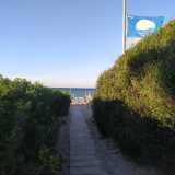 ...e da una fitta vegetazione: cespugli di salicornia e di sparto pungente, gramigna o santolina