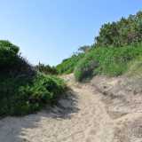 La macchia mediterranea e la sabbia si fondono formando le speciali dune di Rosa Marina, modellate dal frequente maestrale