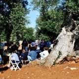 Ulivi monumentali, manifestazione a Cisternino
