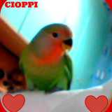 �Ho un debole per loro, da svariato tempo � afferma il titolare -. A 16 anni comprai infatti Cioppy, che in men che non si dica mi fece appassionare a questi straordinari volatili�