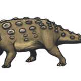 Le orme potrebbero appartenere a dinosauri terrestri ed erbivori quadrupedi, forse del gruppo degli anchilosauri, lunghi poco pi� di un metro e molto diffusi nel Cretaceo (immagine di Emily Willoughby)