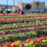 Tra le iniziative di maggior successo c�� stata quella del �Tulipark�, inaugurato a marzo scorso in strada Torremassima Chiurla, all�interno del �tondo� di Carbonara