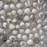 Riconosciamo vongole adriatiche, telline, tartufi, cuori di mare. Le pi� grandi sono attaccate al muro dalla parte concava....