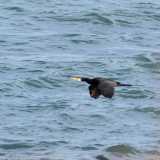 I cormorani del lungomare di Bari. Foto di Nicola Velluso
