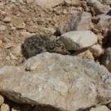 Pulcino di fraticello perfettamente mimetizzato tra le rocce