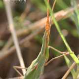 Acrida ungarica mediterranea