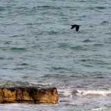 I cormorani del lungomare di Bari. Foto di Nicola Velluso