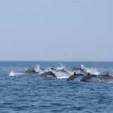 Un gruppo di delfini che nuota a largo in totale libert�