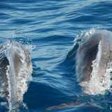 Due delfini che nuotano in mare aperto
