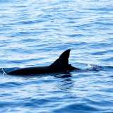 La pinna dorsale lacerata di Branchia, il primo delfino avvistato dalla Jonian Dolphin Conservation e diventato il protagonista di un libro per bambini
