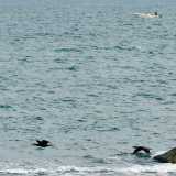 I cormorani del lungomare di Bari. Foto di Nicola Velluso