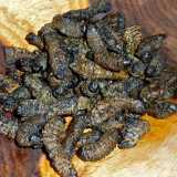 Mopane worms