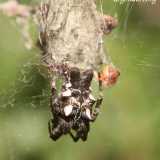 Ragno spinoso (Cyrtophora citricola)