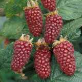 Il tayberry, incrocio tra lampone e mora