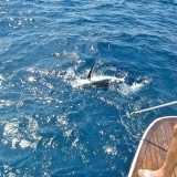 47� Campionato italiano di pesca a traina: foto scattata a largo nelle acque di Mola di Bari