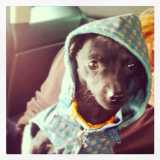 Un cappottino per cani 