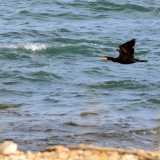 I cormorani del lungomare di Bari. Foto di Nicola Velluso
