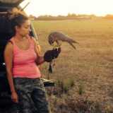 Una femmina di falco pellegrino, sottospecie Brookei: � il falco pellegrino tipico del sud Italia