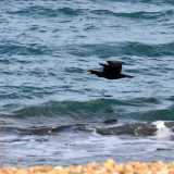 I cormorani del lungomare di Bari. Foto di Nicola Velluso