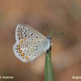 Icaro (Polyommatus icarus)