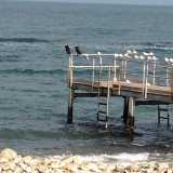 I cormorani del lungomare di Bari. Foto di Nicola Velluso