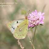 Cavolaia gialla (Colias croceus)