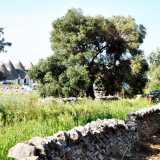 Ulivi monumentali, manifestazione a Cisternino