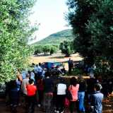 Ulivi monumentali, manifestazione a Cisternino