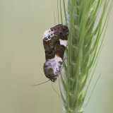 Acontia lucida