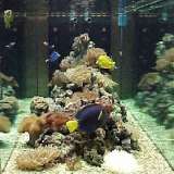 Una delle pochissime foto di una vasca funzionante ai tempi d'oro dell'acquario