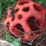 Un fungo alieno in giardino