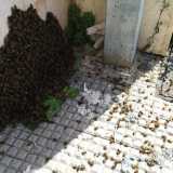 Gli insetti ancori vivi, in parte ricompostisi in un angolo a terra sotto la parete dell'edificio, sono comunque contaminati e spacciati