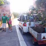 Arrivano i ficus