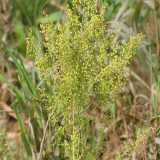 L'Artemisia annua, la pianta che si ritiene abbia delle propriet� antitumorali