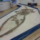 Il fossile fu installato nell'attuale museo nel 1994