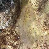 Allarme meduse nel mare di Bari