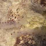 Allarme meduse nel mare di Bari
