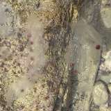 Allarme meduse nel mare di Bari