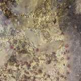 Allarme meduse nel mare di Bari